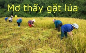 mo thay gat lua danh con gi