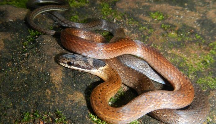 đi đường gặp rắn